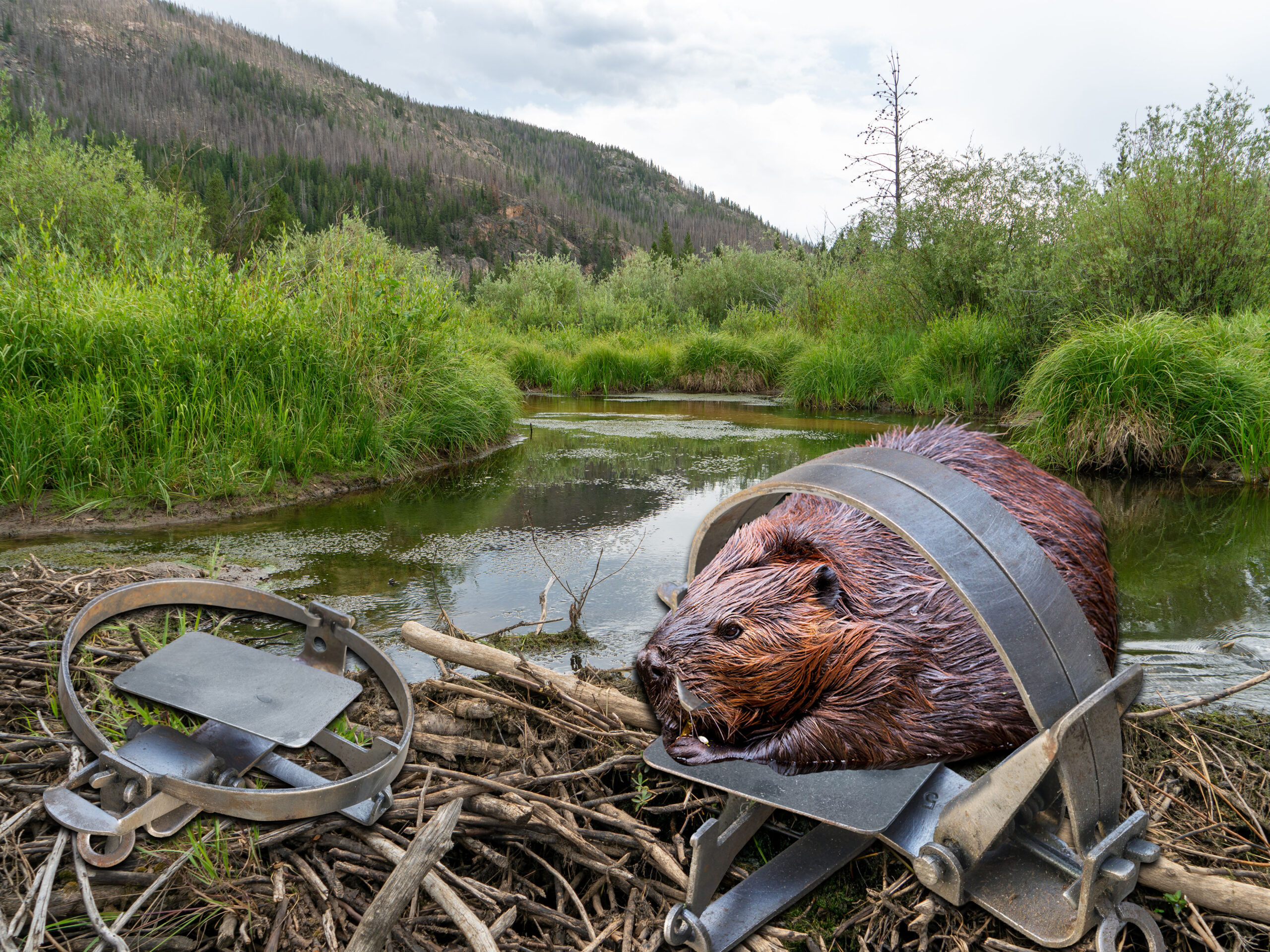 trap_beaver-cameron-pass-lauren-kroll-1621