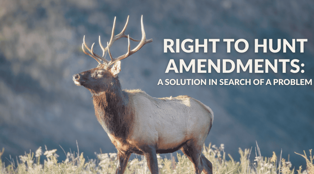 An elk walks through a field. Right to hunt amendments like Amendment 83 are a solution in search of a problem.