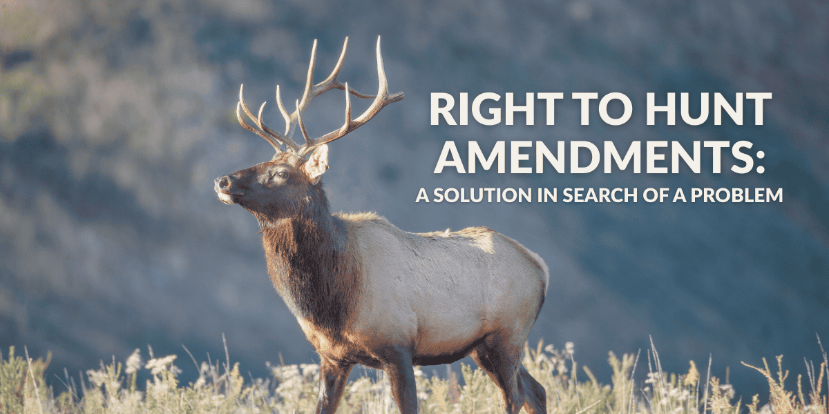 An elk walks through a field. Right to hunt amendments like Amendment 83 are a solution in search of a problem.